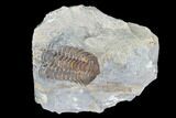 Fossil Calymene Trilobite Nodule - Morocco #100022-1